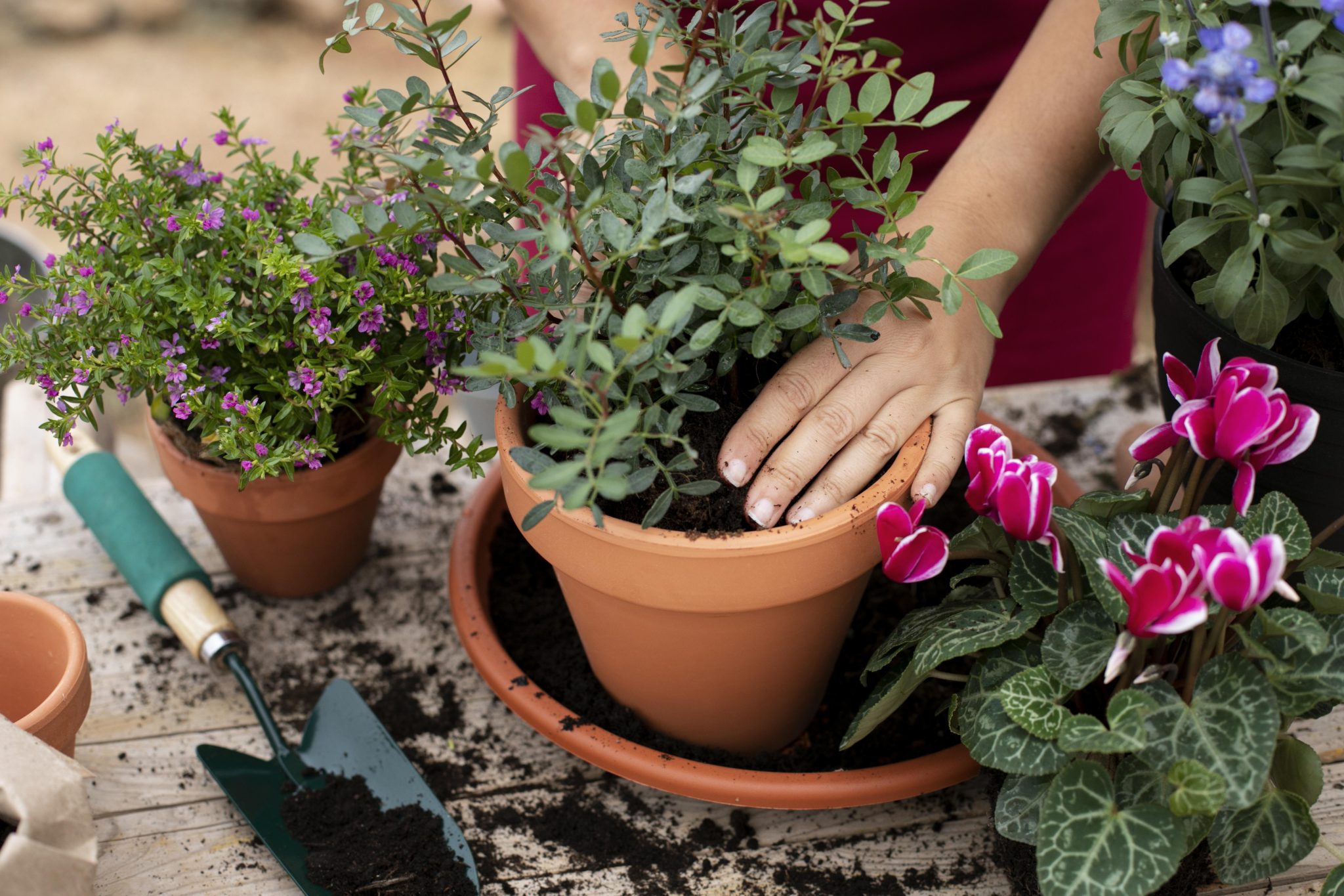 Como Escolher A Planta Ideal Para O Seu Jardim Oleo Mac Brasil