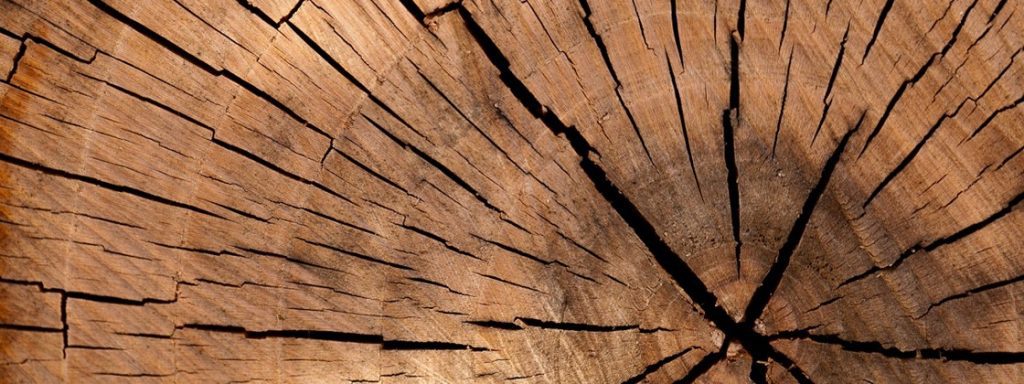 TOP 3 MADEIRAS MAIS DURAS DO MUNDO – Oleo-Mac Brasil